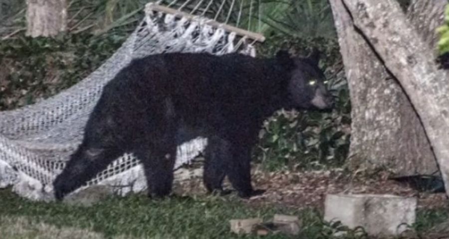 hammock camping safety - bear attack threat