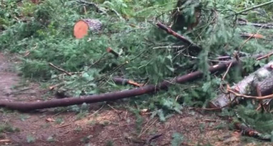 incidente de acampada en hamaca por árboles rotos