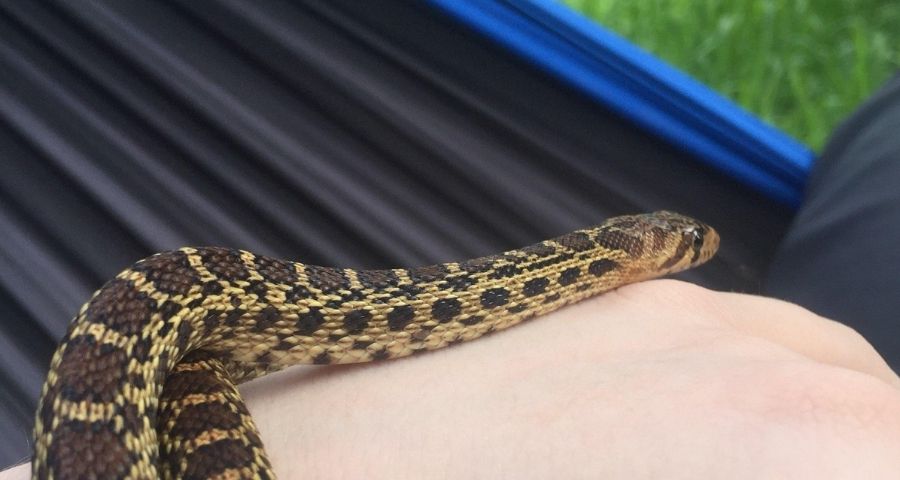 snakes and crawlers in hammock camp