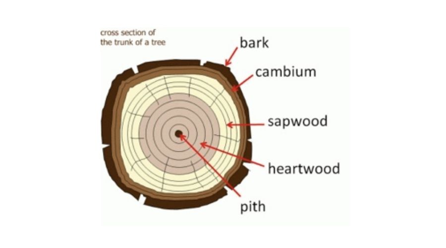 Cross-section of a tree trunk